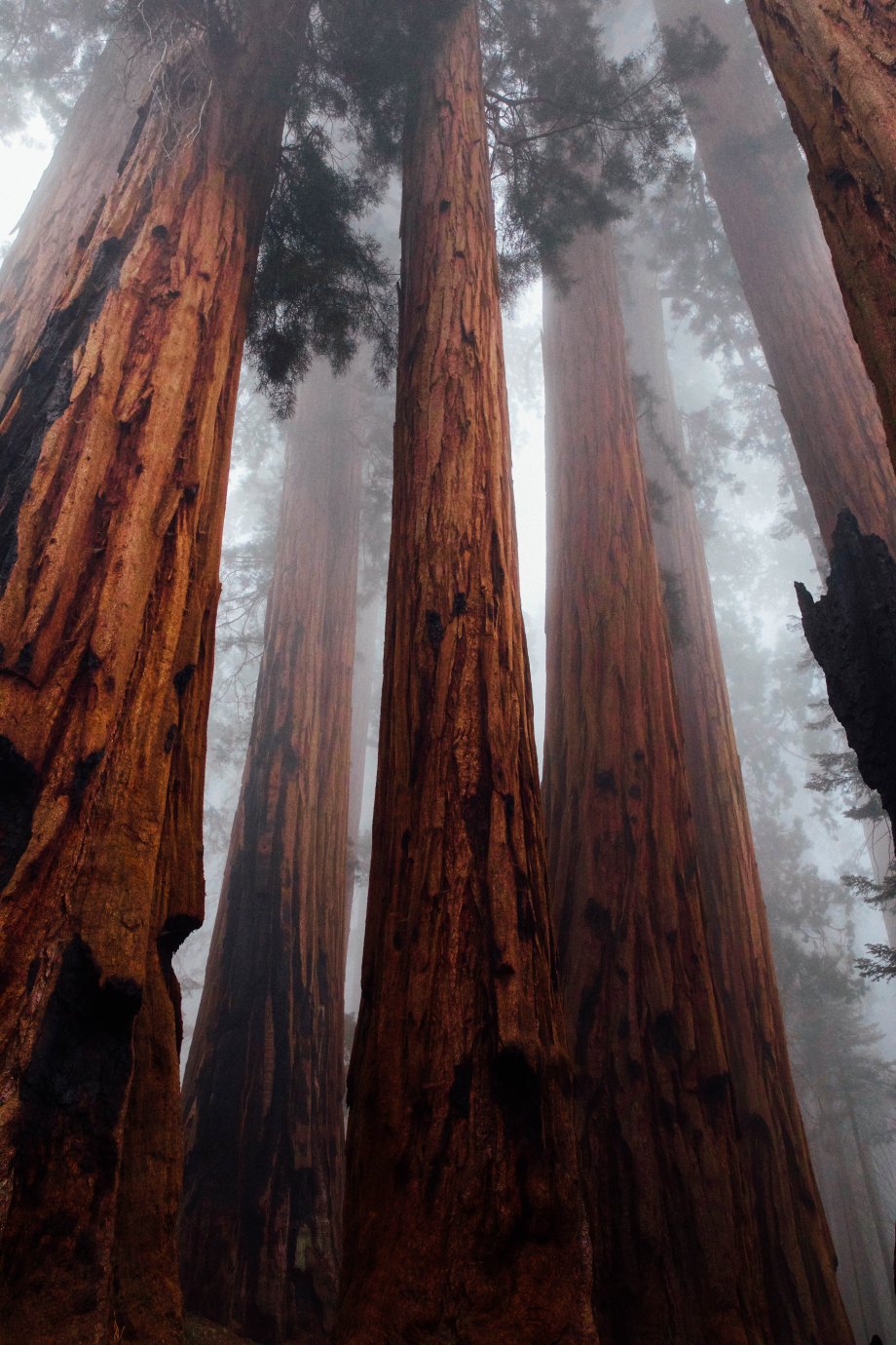 Sequoia